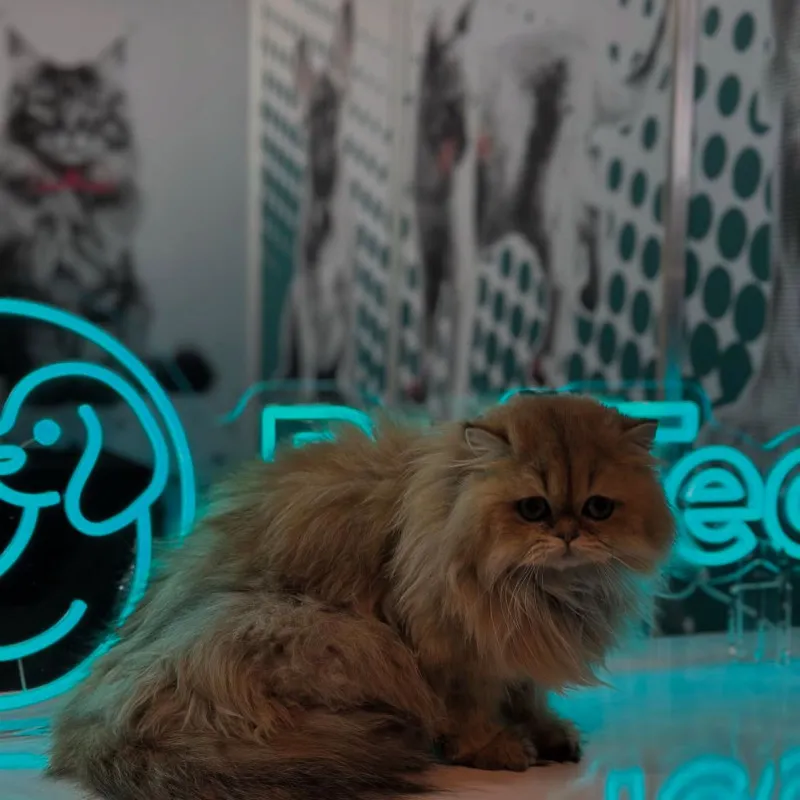 Pet Tech